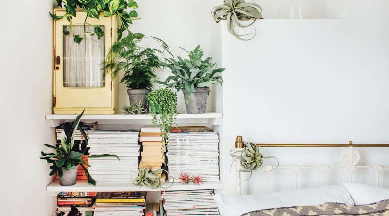 5 Tips For Showing Off Your Love Of Plants In Your Home Decor